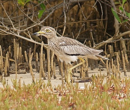 Senegal Thick Knee Pirang Gambia
